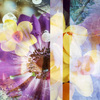 Anemone_diptych_thumb