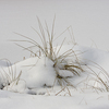 Winterscape_thumb