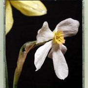Picture-in-cdart-13_card