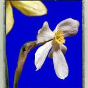 Picture-in-cdart-14_card