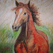 The_wild_horse_card