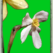 Picture-in-cdart-16_card