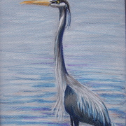Greatblueheron_card