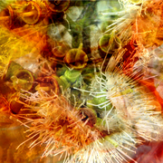 Gumnut_flowers_card