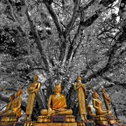 Bodhisativa_alien_infrared_cutout_card