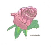 Scan0003_-_copy_card
