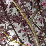 Spring_blossoms_card
