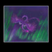 Purply_copy_square