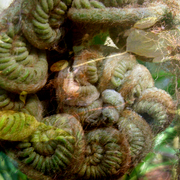 Garden_x2_card