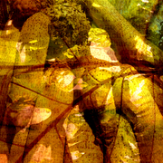 Breadfruit_roots