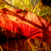Red_leaf
