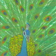 Peacock_card