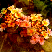 Flower_net_7_card