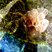 Flower_net_6_card