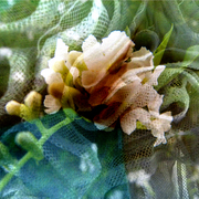 Flower_net_5_card