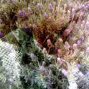 Flower_net_3_card