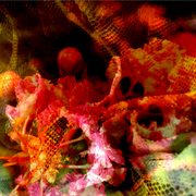 Flower_net_2_card