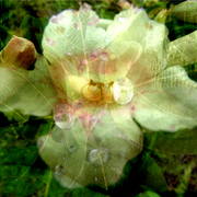 Flower_net_1_card