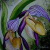 Paphiopedilum_philipinense_thumb