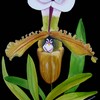Paphiopedilum_spicerianum_thumb