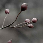 Gems-of-winter-6x8_card