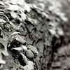 Life-on-a-fallen-tree-6x8_thumb