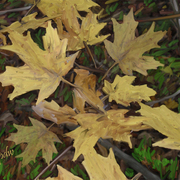 Yellow_leaves2_card