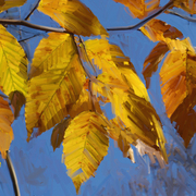 Yellow_leaves-small_card