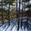 Morebackyardwinterbluesfinal_thumb