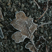 Frosted-outlines-rebecca-fi_card