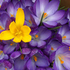 Hpim5892_thumb
