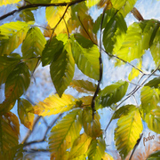 Fall_yellow_leaves_card