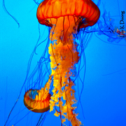 Jellyfishnormal_card