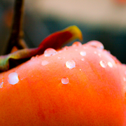 Persimmons_card