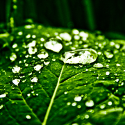 Green_leave_card