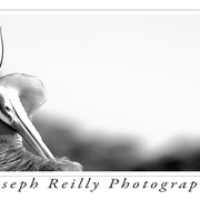 Gallery_bird_card