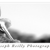Gallery_bird_thumb