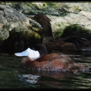 Ugly_duckling_card