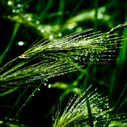 Grasswater_-_copy_card