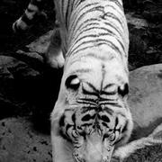 Beautiful_killer_card