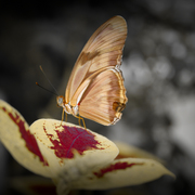 Butterfly_card