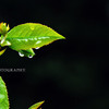 Dsc_6927_copy_thumb