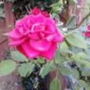 My_rose_card