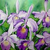 Cattleya_labiata_thumb