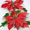 Poinsettias_thumb