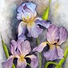 Irises_thumb