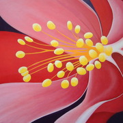 Aquilegia_card