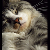 Sleep__1_of_1__thumb