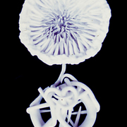 Tendrils