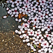 Petals_floating_card